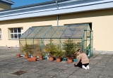 práce s původními rostlinami na terase