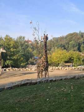 Obrázek v galerii