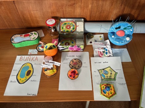 Buňky podle žáků